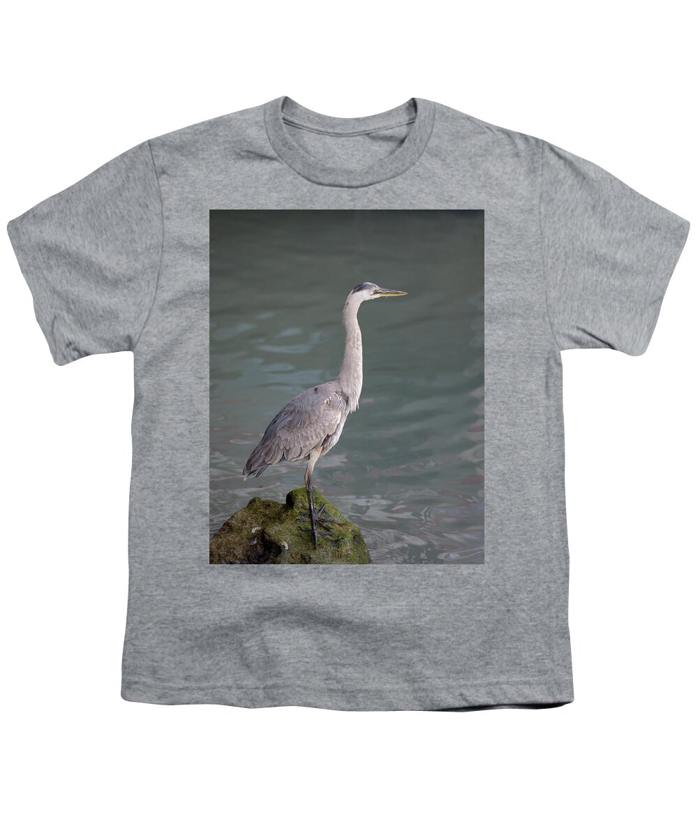 Republic Of Ecuador Youth T-Shirt featuring the photograph Great Blue Heron, Ardea herodias, Santa Cruz Island, Galapagos Islands, Ecuador by Kevin Oke