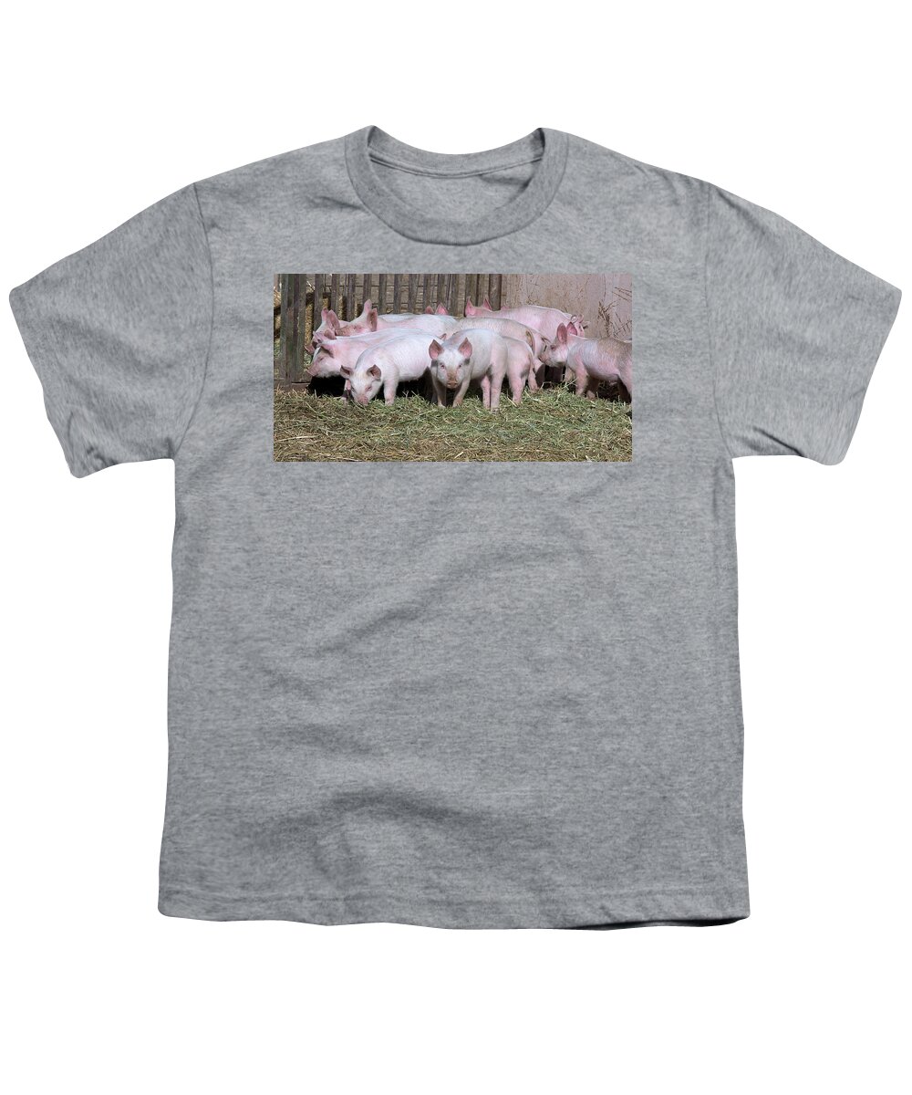 Piglets Youth T-Shirt featuring the photograph Lucky Piggies by Kae Cheatham