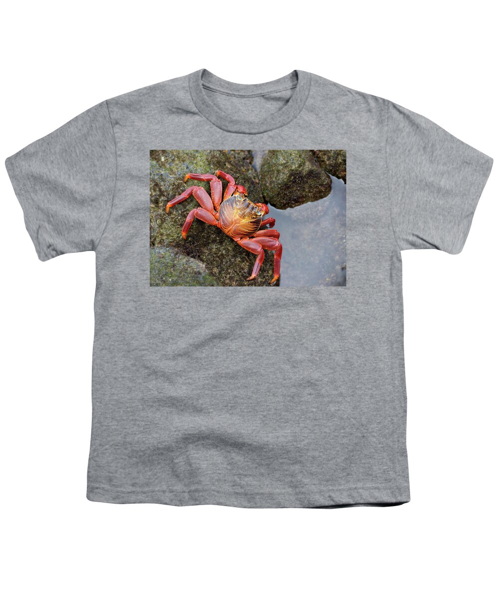 Sally Lightfoot Crab Youth T-Shirt featuring the photograph Sally Lightfoot crab by Kevin Oke