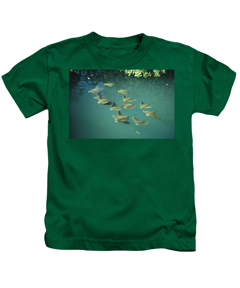 Feb0514 Kids T-Shirt featuring the photograph Golden Cownose Rays Schooling Galapagos #1 by Tui De Roy