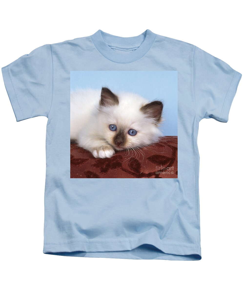 Cat Kids T-Shirt featuring the photograph Birman Kitten by John Daniels
