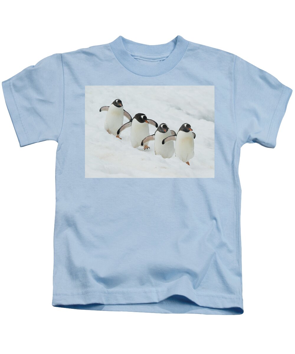 534754 Kids T-Shirt featuring the photograph Gentoo Penguin Quartet Booth Isl by Kevin Schafer