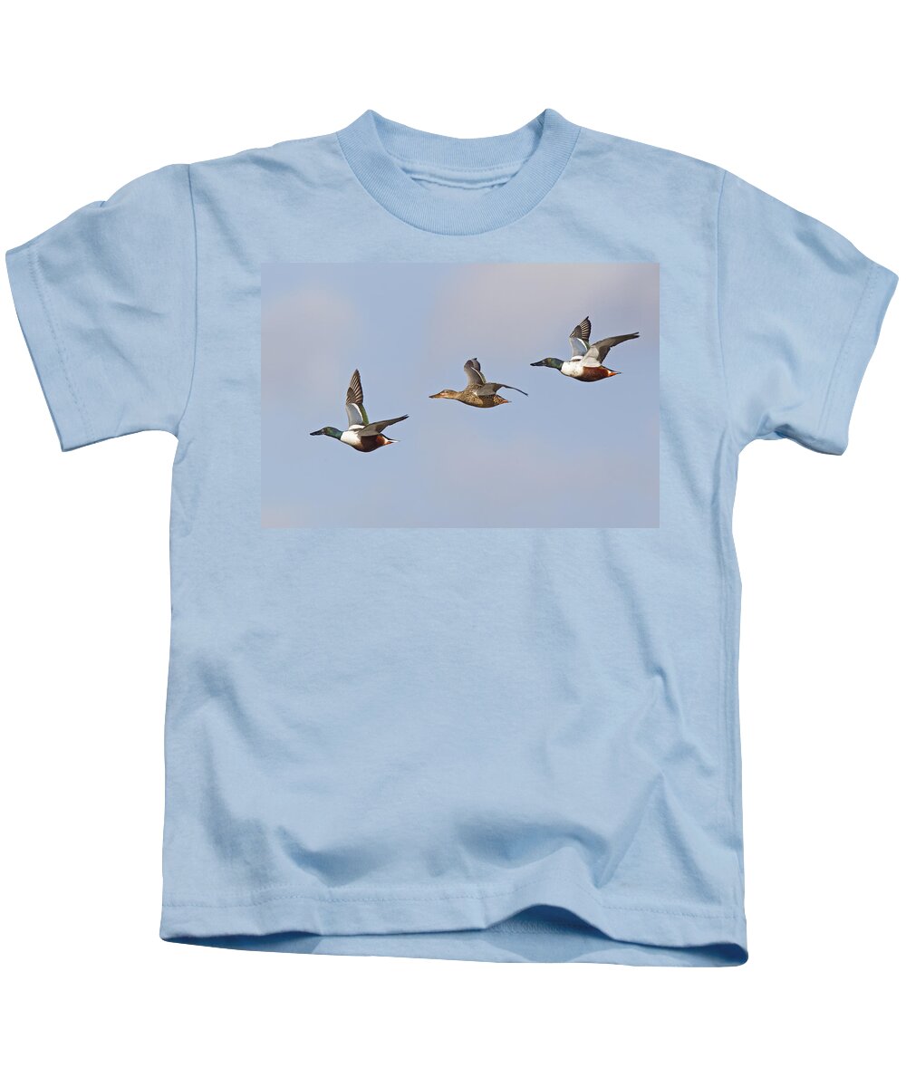 Flpa Kids T-Shirt featuring the photograph Northern Shoveler Ducks Flying by Dickie Duckett