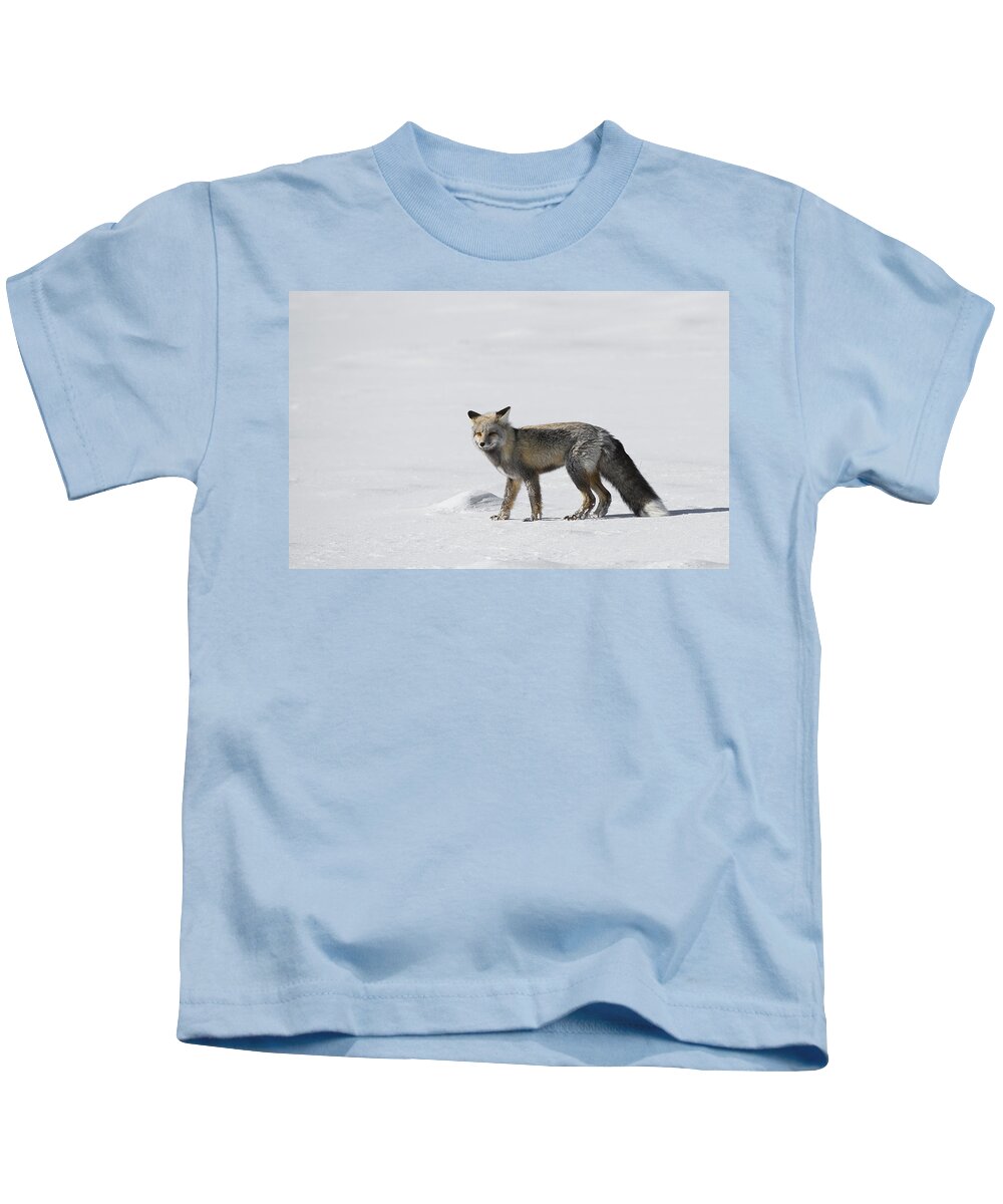Yellowstone Kids T-Shirt featuring the photograph Red Fox of a Yellowstone Winter by Bill Cubitt