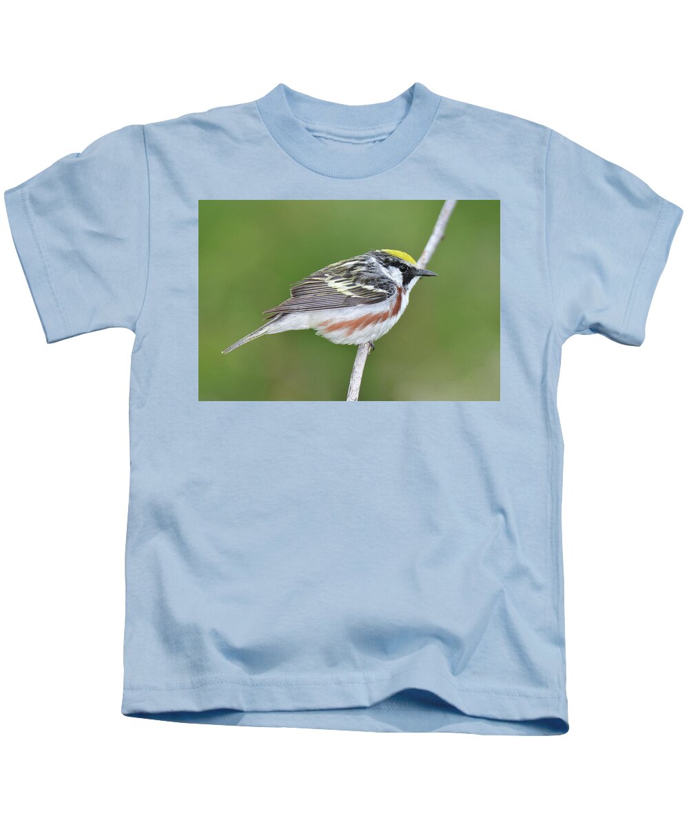Bird Kids T-Shirt featuring the photograph Chestnut-sided Warbler #8 by Alan Lenk
