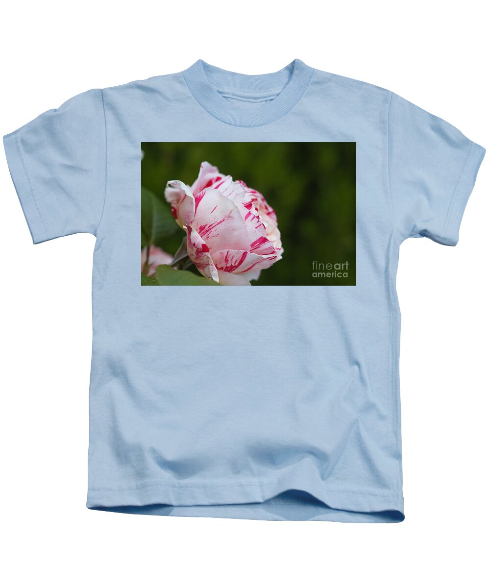 Floribunda Rose Kids T-Shirt featuring the photograph Candy Pink Rose by Joy Watson