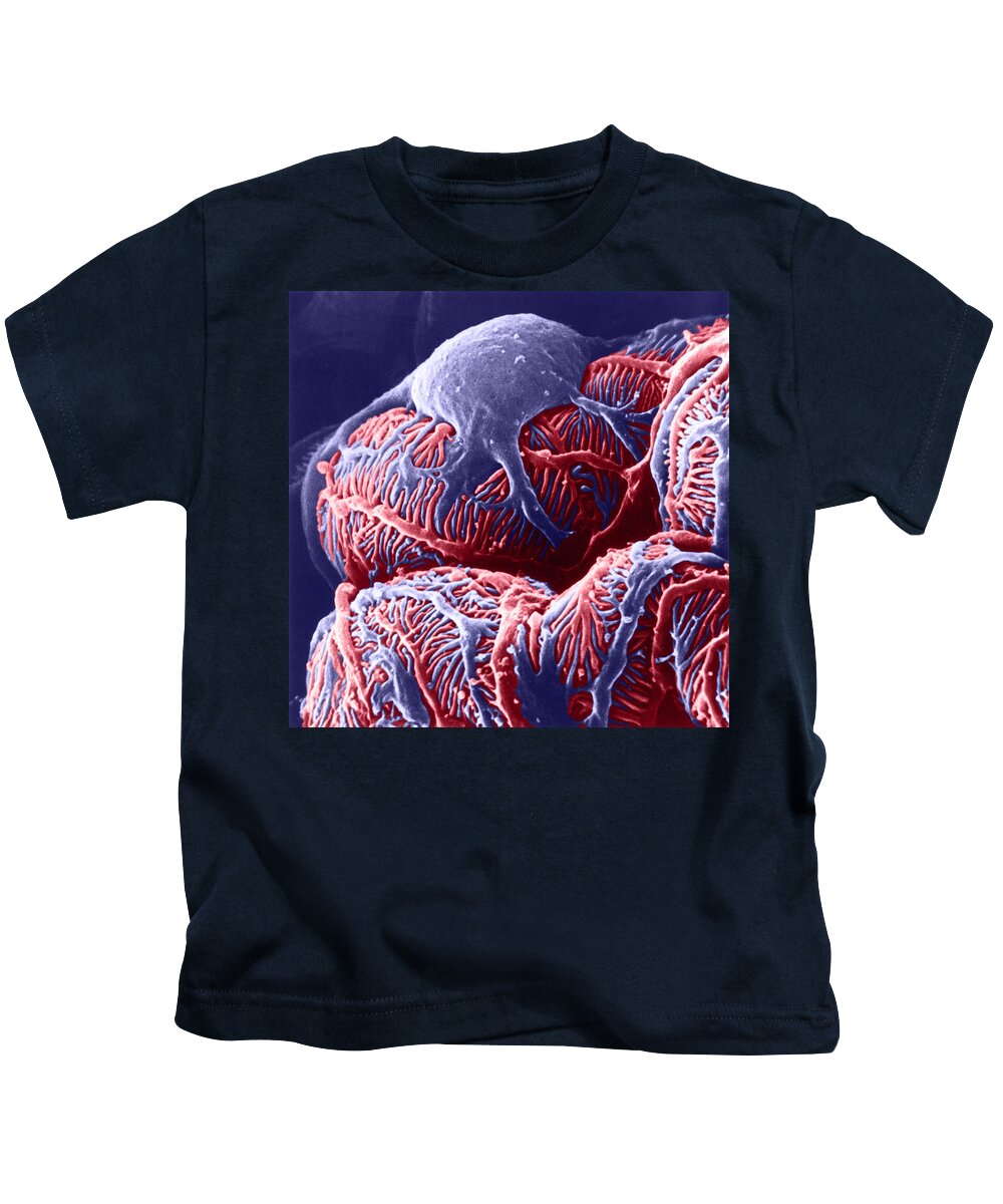System Kids T-Shirt featuring the photograph Kidney Glomerulus, Sem #3 by Don W Fawcett