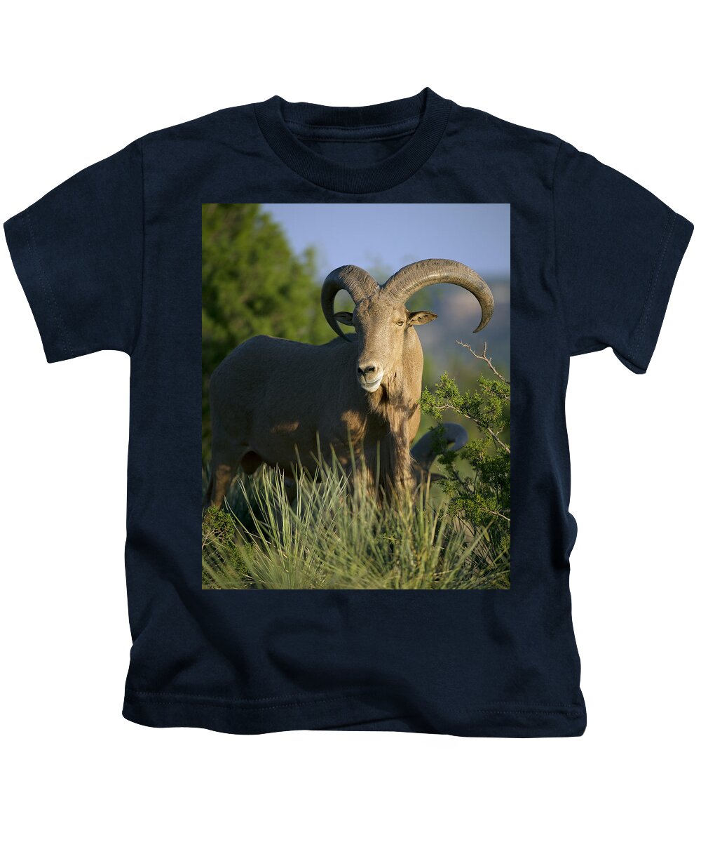 Barbary Kids T-Shirt featuring the photograph Aoudad Sheep Ram by Gary Langley