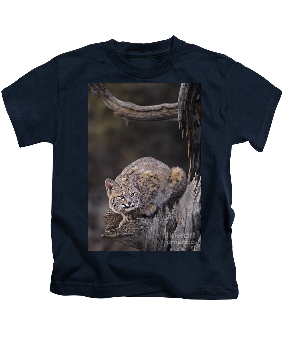 North America Kids T-Shirt featuring the photograph Crouching Bobcat Montana Wildlife by Dave Welling