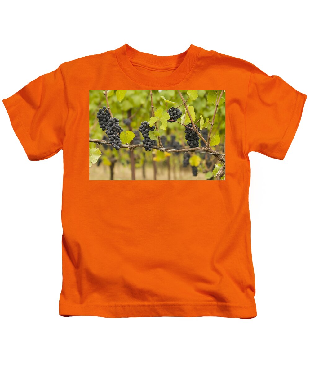 Vineyard Kids T-Shirt featuring the photograph Harvest by Jean Noren