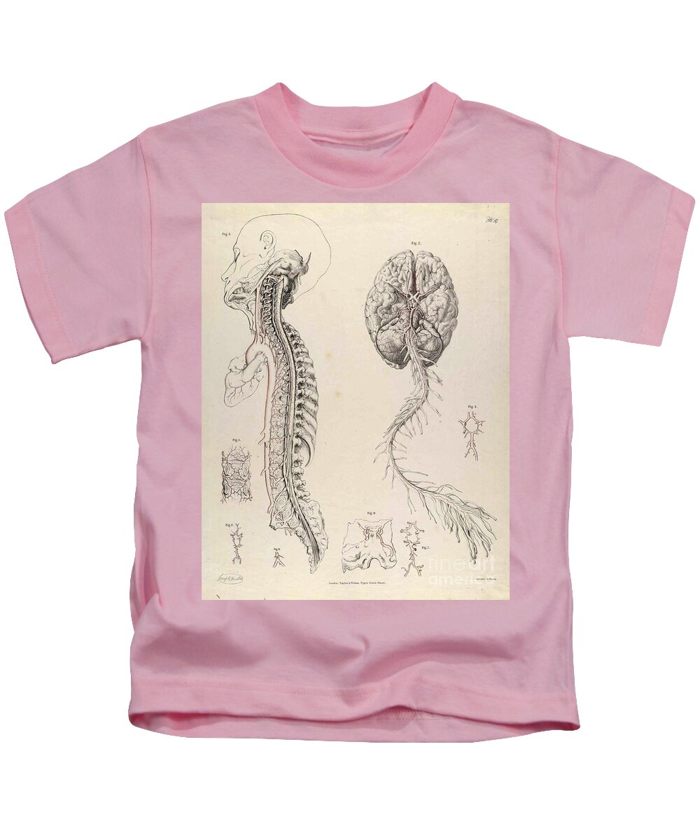 Anatomy Of Arteries Kids T-Shirt featuring the photograph Historical Anatomical Illustration #8 by Science Source