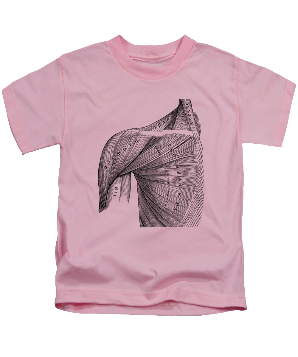Shoulder Anatomy Kids T-Shirt featuring the drawing Chest and Shoulder Muscular System - Vintage Anatomy by Vintage Anatomy Prints