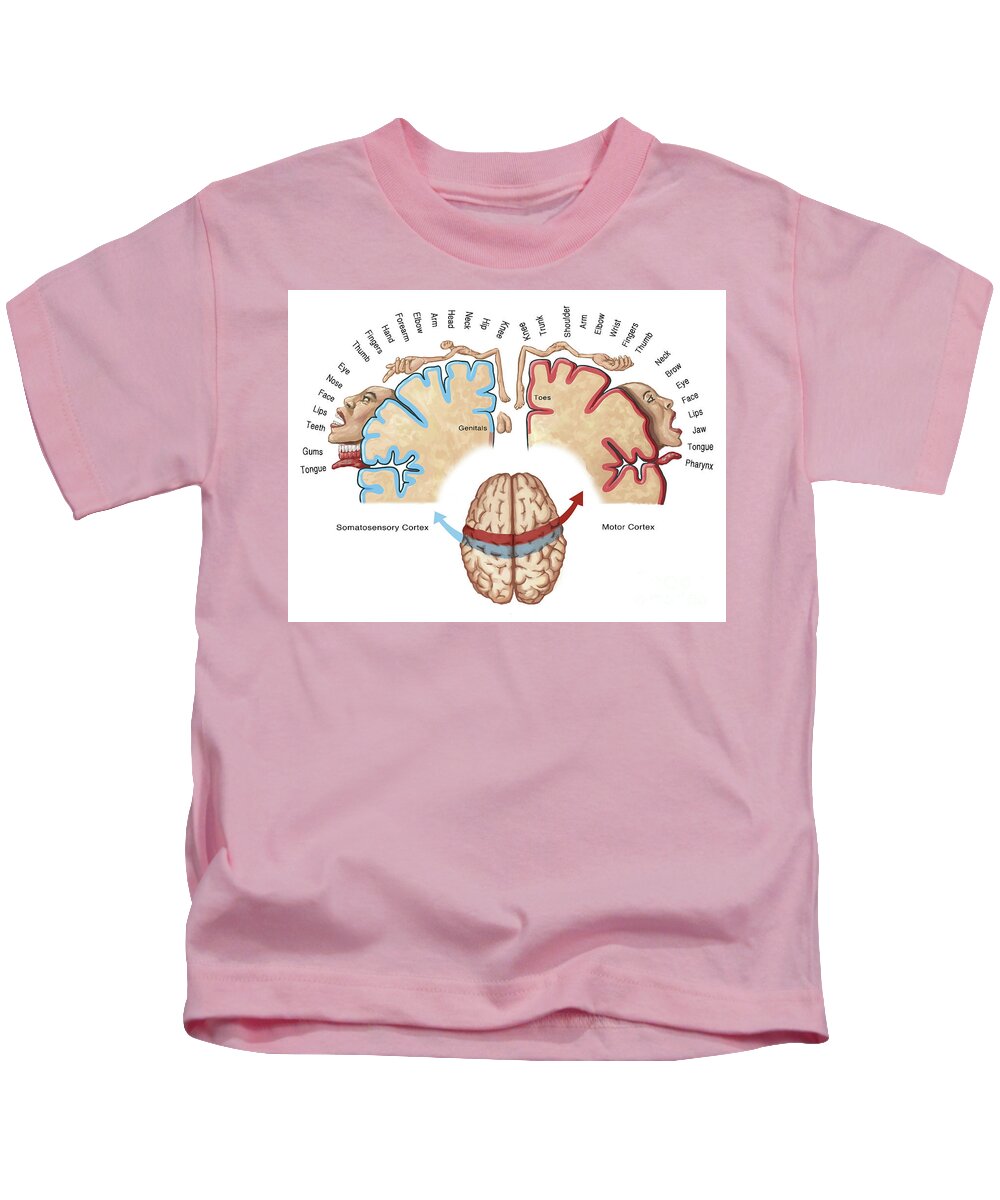 Anatomy Kids T-Shirt featuring the photograph Homunculus Map by Spencer Sutton