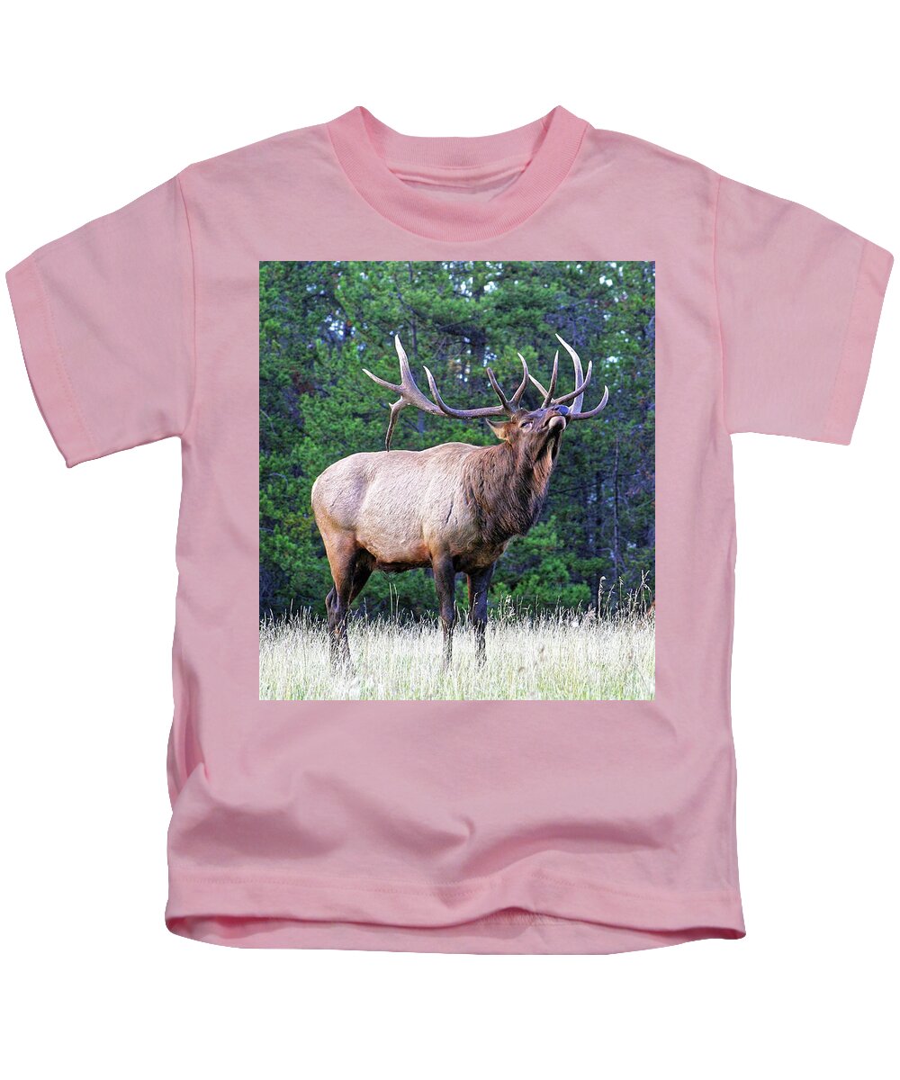 Old Large Gigantic Kids T-Shirt featuring the photograph Huge old elk bull in rut posture ready and willing to fight to protect his herd from male intruders by Robert C Paulson Jr