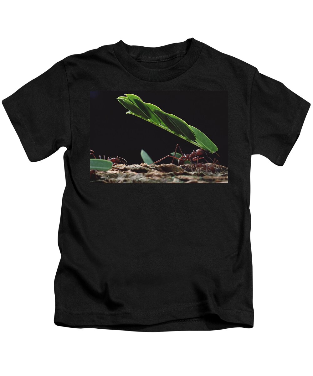 Feb0514 Kids T-Shirt featuring the photograph Leafcutter Ants Carrying Leaves Barro #1 by Mark Moffett
