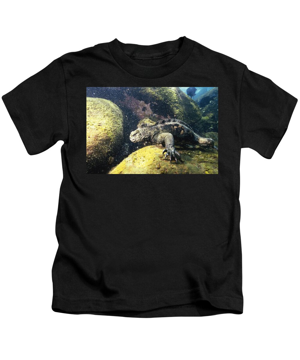 Feb0514 Kids T-Shirt featuring the photograph Marine Iguana Grazing On Seaweed #1 by Tui De Roy