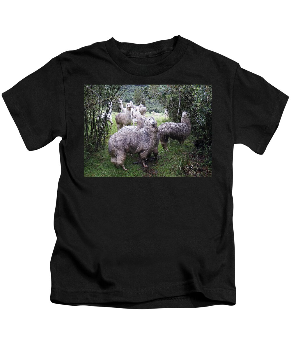 Alpaca Kids T-Shirt featuring the photograph Alpacas Ecuador by Kurt Van Wagner