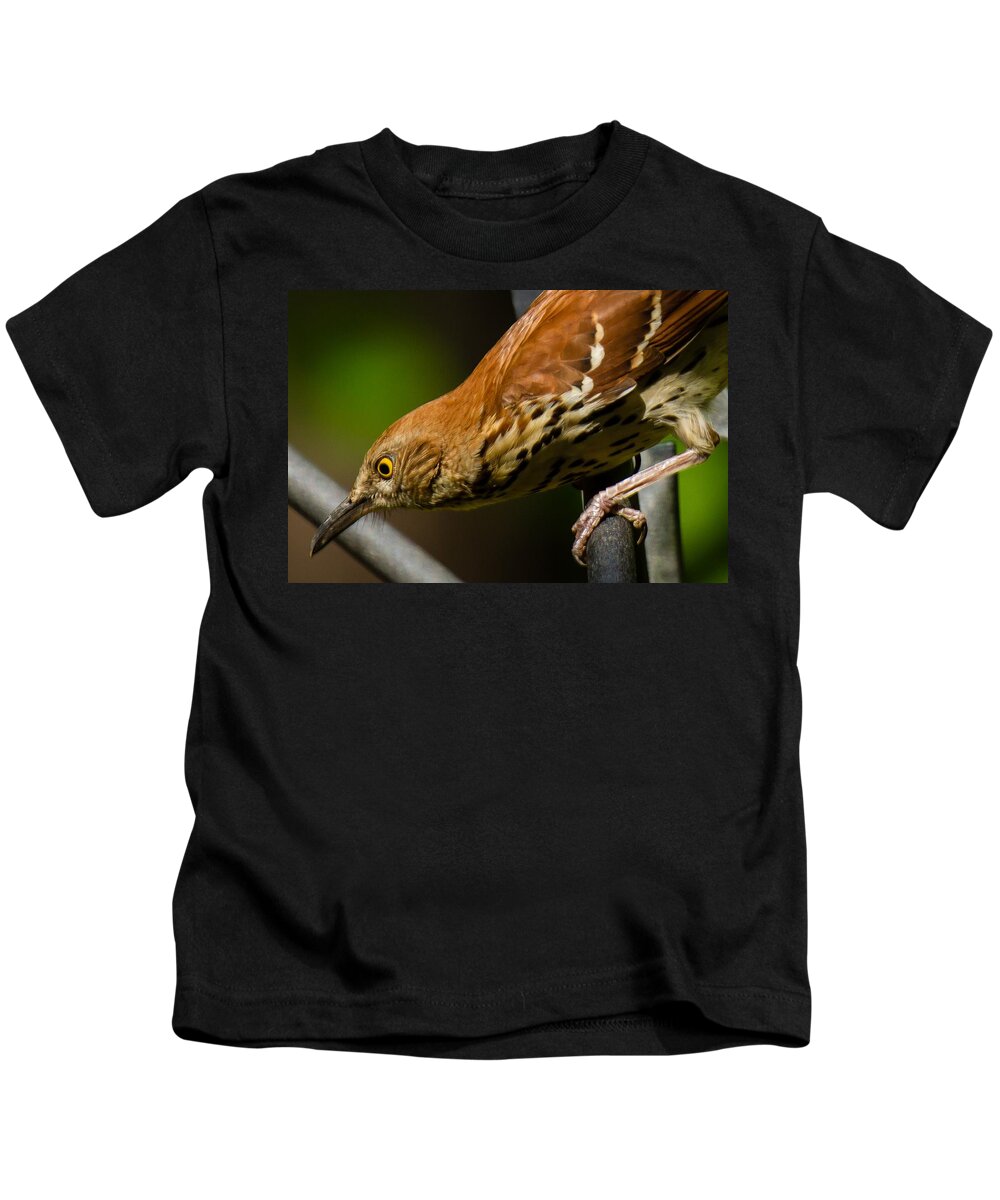 Brown Thrasher Kids T-Shirt featuring the photograph Brown Thrasher by Robert L Jackson