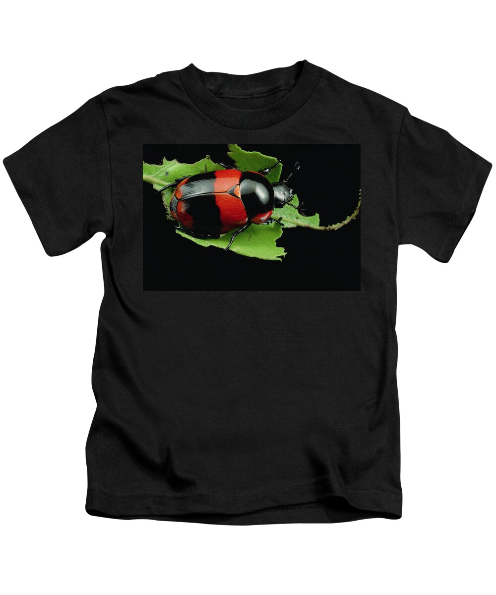 00126711 Kids T-Shirt featuring the photograph Dung Beetle Panama by Mark Moffett