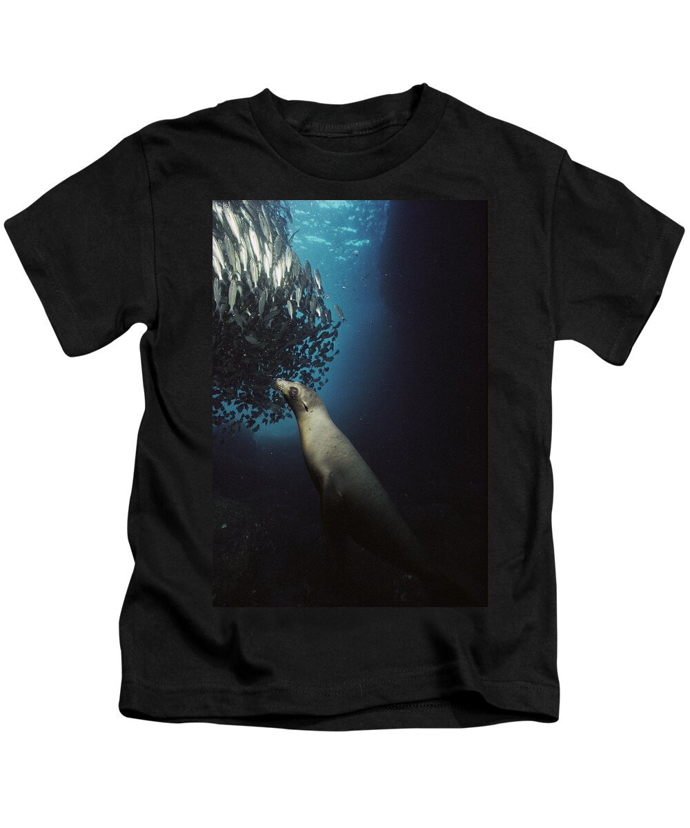 Feb0514 Kids T-Shirt featuring the photograph Galapagos Sea Lion Pup Fishing by Tui De Roy