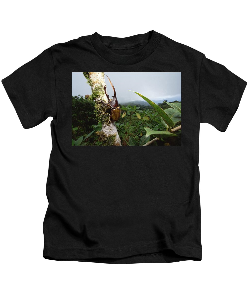 Feb0514 Kids T-Shirt featuring the photograph Hercules Scarab Beetle In Rainforest by Mark Moffett