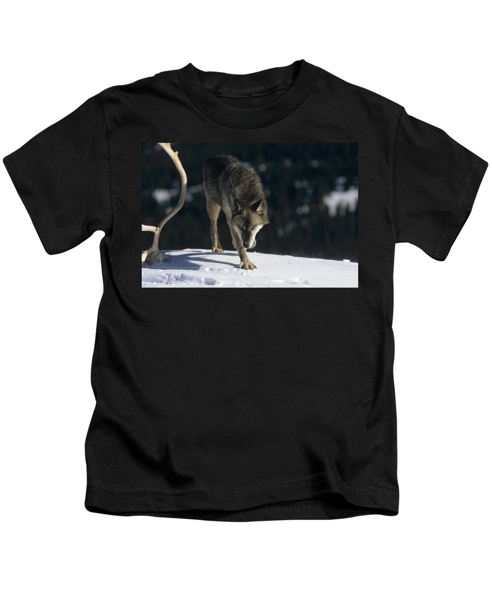 Feb0514 Kids T-Shirt featuring the photograph Timber Wolf Approaching by Konrad Wothe