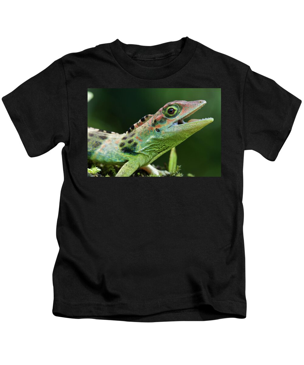 Fn Kids T-Shirt featuring the photograph Frasers Anole Anolis Fraseri Male by James Christensen