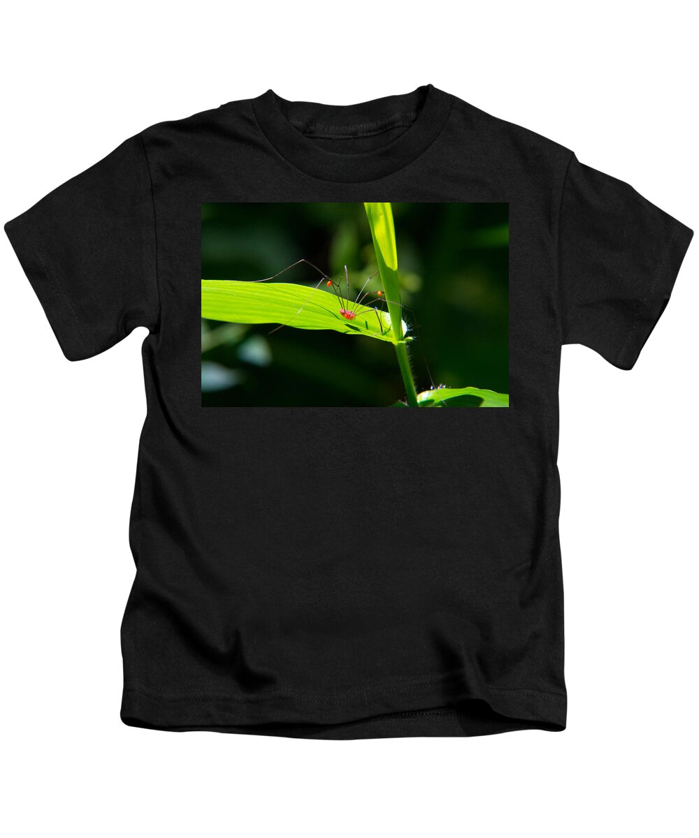 Daddy Long Legs Kids T-Shirt featuring the photograph Itsy Bitsy Spider by Frank Pietlock