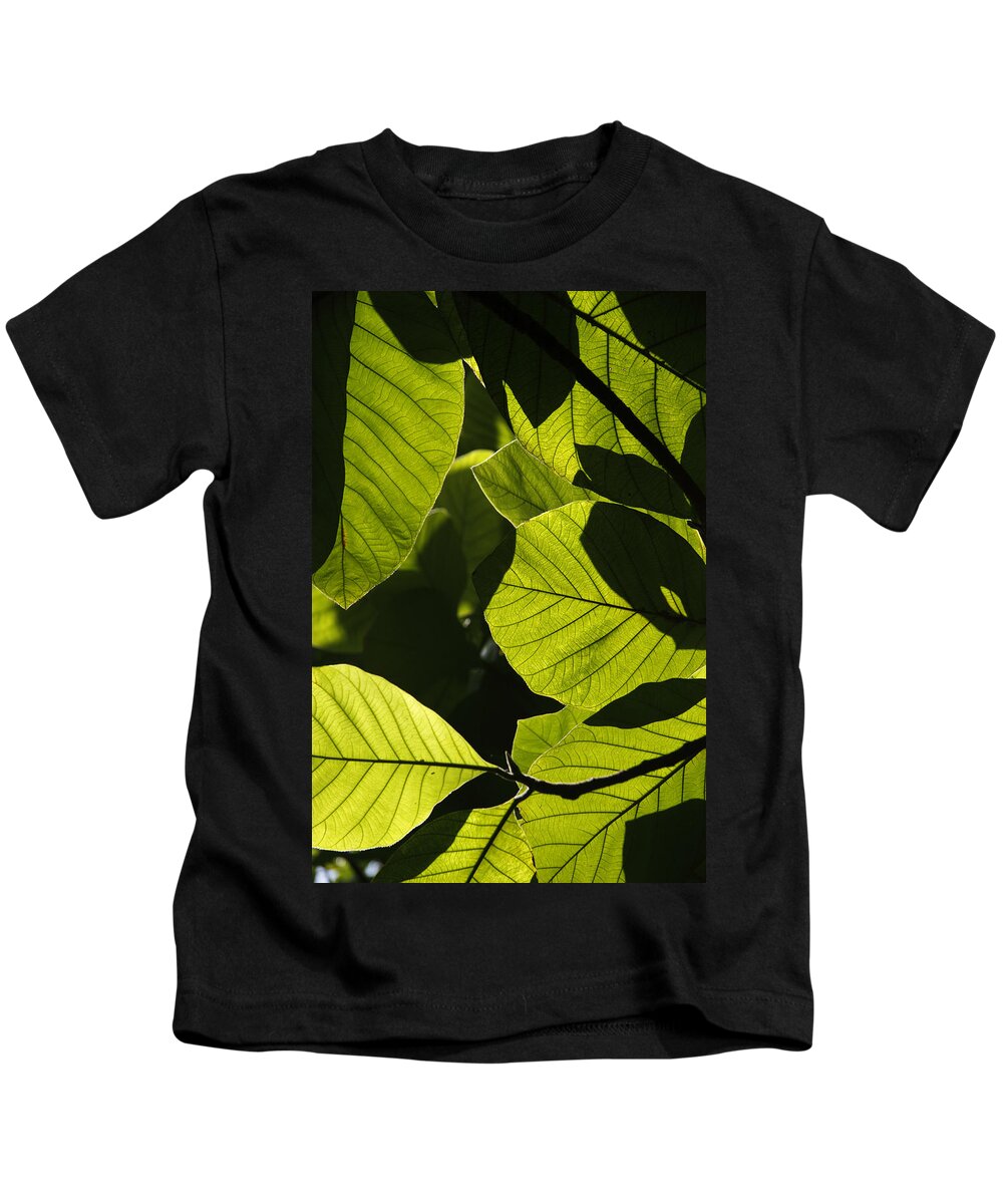 Mp Kids T-Shirt featuring the photograph Rainforest Leaves Showing Sunlight by Hiroya Minakuchi