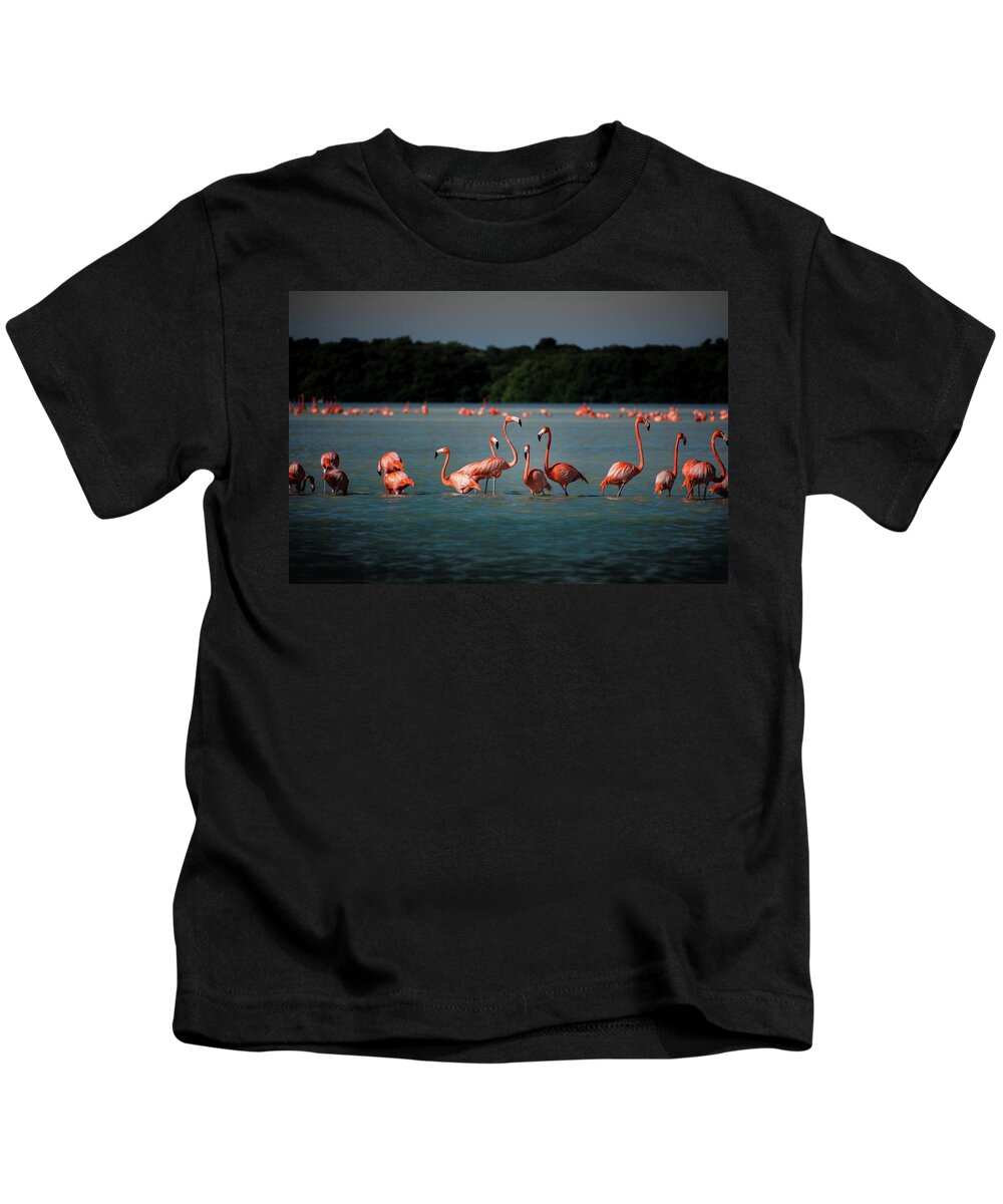 Flamingos Kids T-Shirt featuring the photograph Flamingos by Robert Grac