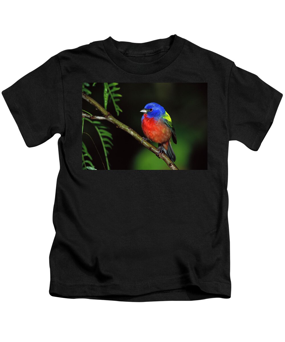 Mp Kids T-Shirt featuring the photograph Painted Bunting Passerina Ciris Male by Tom Vezo