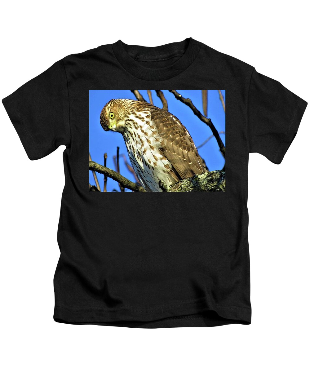 Hawks Kids T-Shirt featuring the photograph Juvenile Coopers Hawk Are you talkin' to me? by Linda Stern