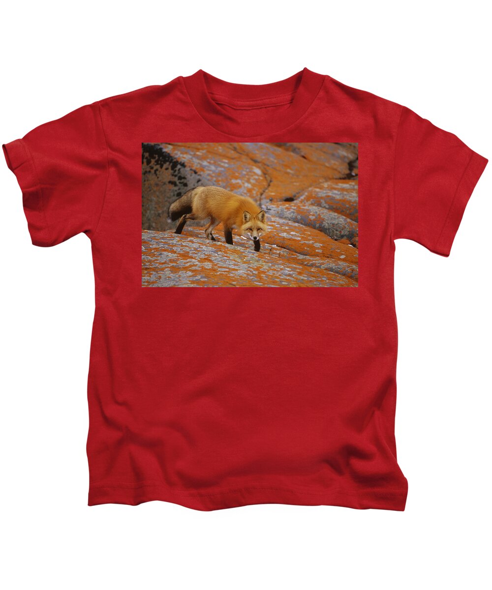 Feb0514 Kids T-Shirt featuring the photograph Red Fox And Orange Lichen Canada by Konrad Wothe