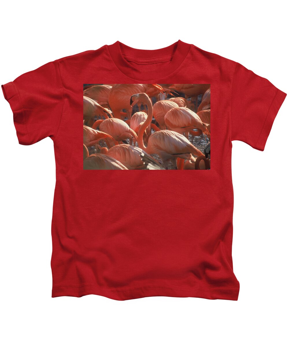 Bird Wildlife Nature Water Pink Kids T-Shirt featuring the photograph Feeding flamingos by Kimberly Mohlenhoff