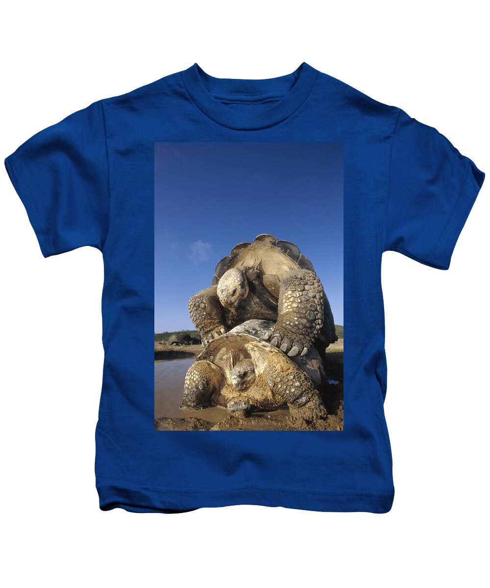 Feb0514 Kids T-Shirt featuring the photograph Galapagos Giant Tortoise Mating Alcedo by Tui De Roy