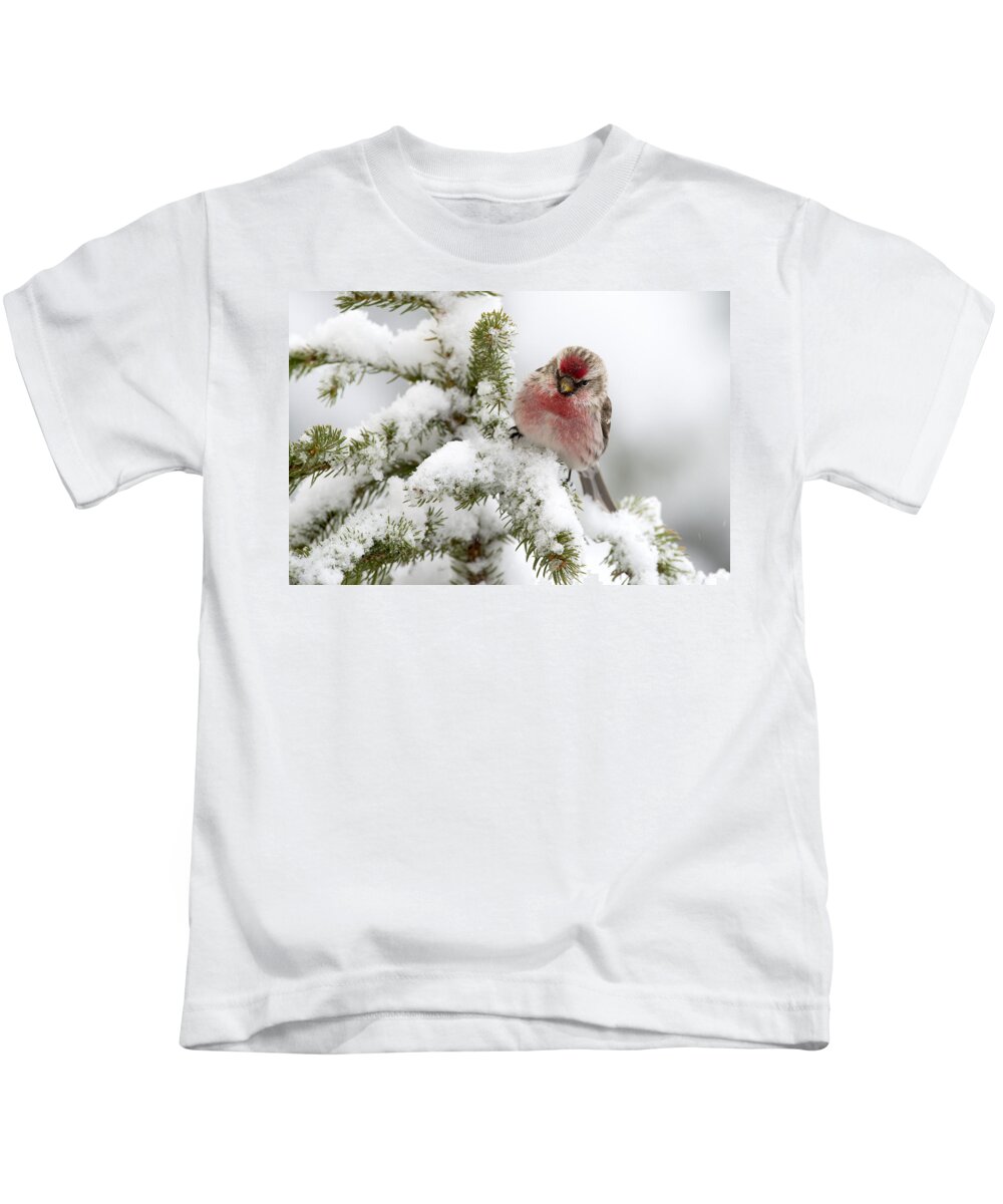 Feb0514 Kids T-Shirt featuring the photograph Common Redpoll Male Nova Scotia Canada #1 by Scott Leslie