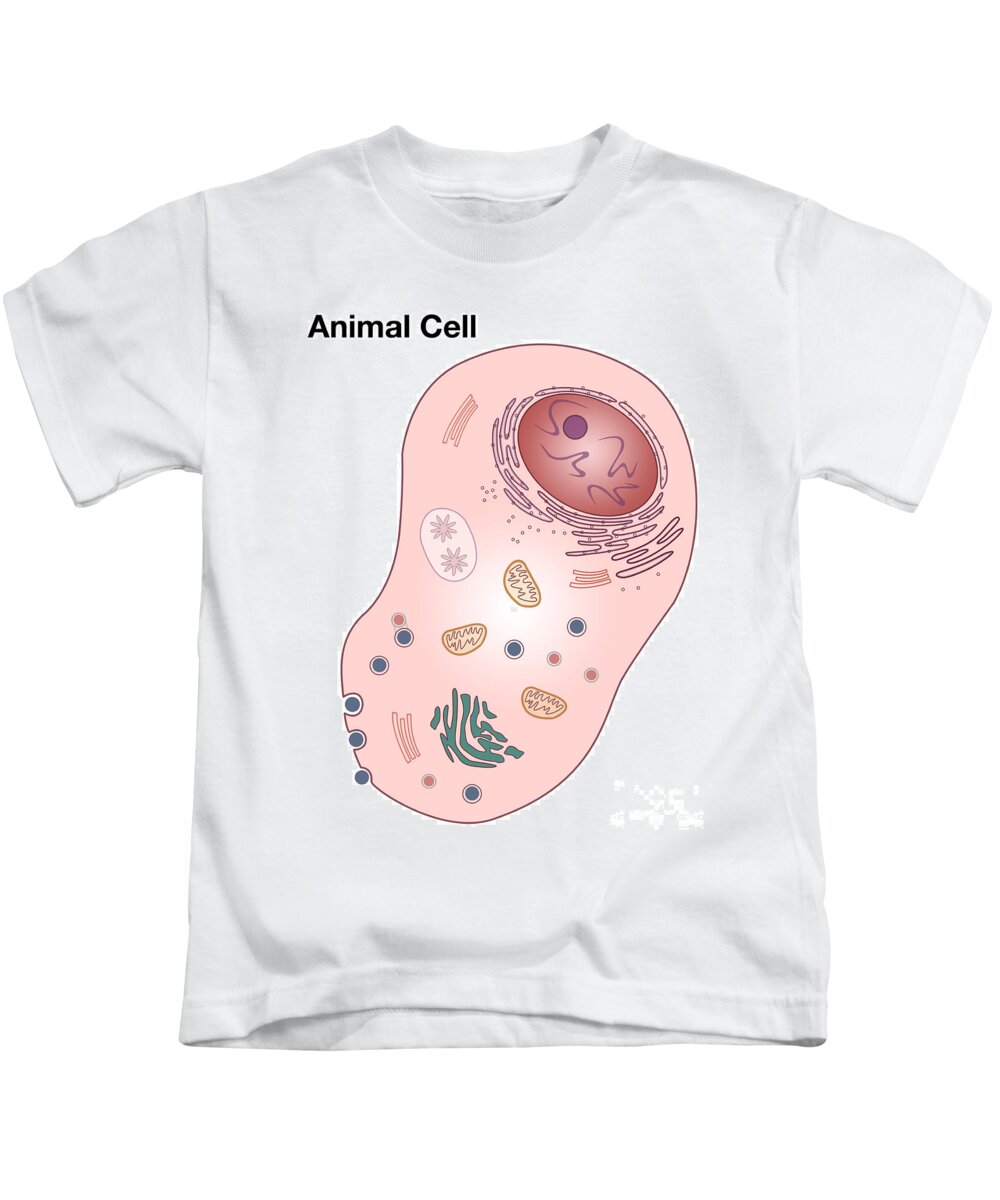 Science Kids T-Shirt featuring the photograph Animal Cell Diagram #2 by Spencer Sutton