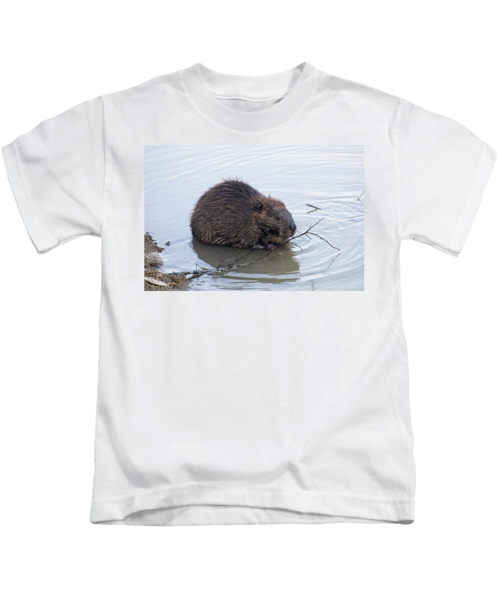 Beaver Kids T-Shirt featuring the photograph Beaver Chewing On Twig by Flees Photos