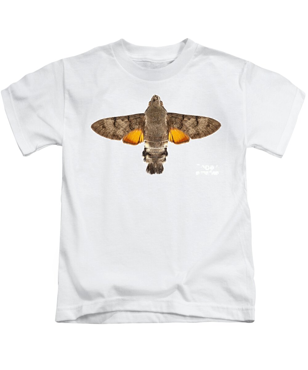 Hummingbird hawk-moth (Macroglossum stellatarum) - Picture Insect