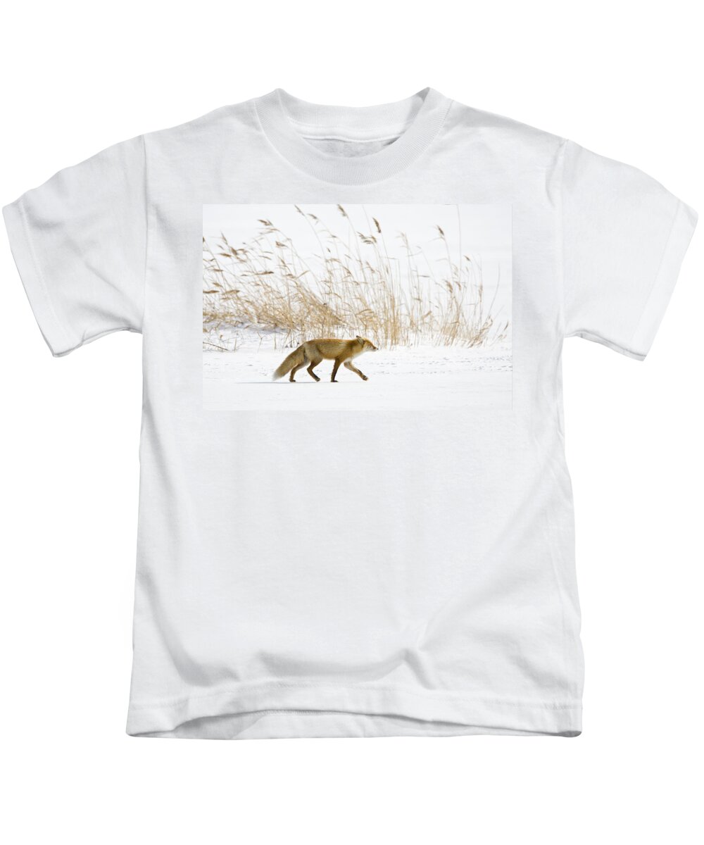 Flpa Kids T-Shirt featuring the photograph Red Fox And Reeds In Snow Hokkaido by Dickie Duckett