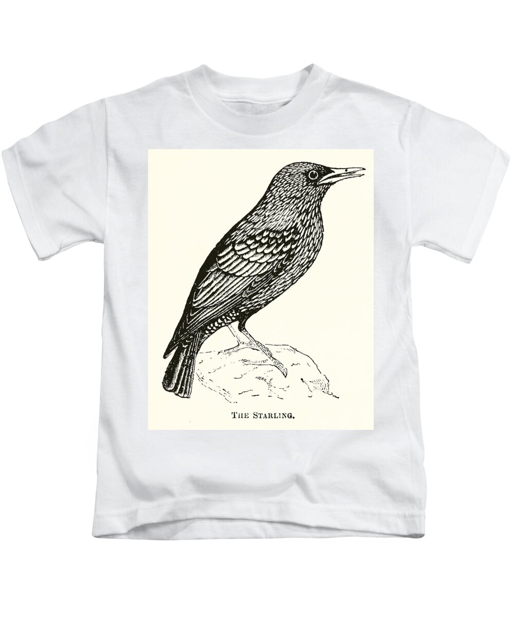 Norfolk Kids T-Shirt featuring the drawing The Starling by English School