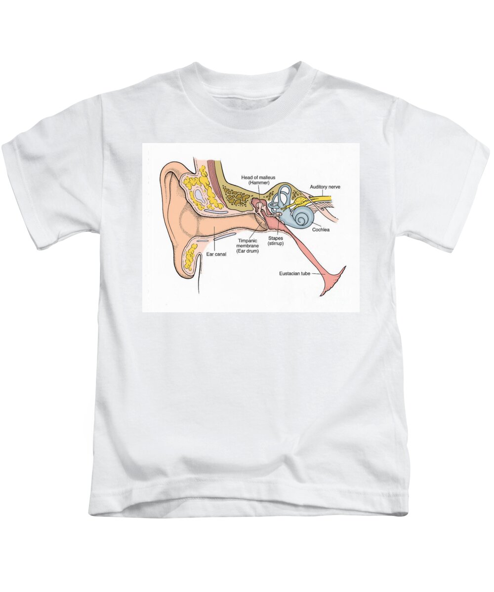 Anatomy Kids T-Shirt featuring the photograph Illustration Of Ear Anatomy #1 by Science Source