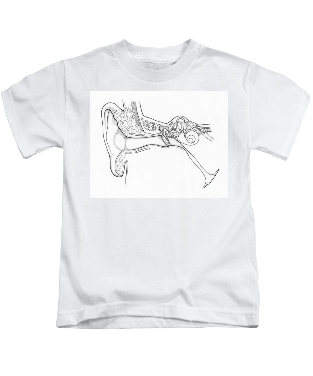 Anatomy Kids T-Shirt featuring the photograph Illustration Of Ear Anatomy #2 by Science Source