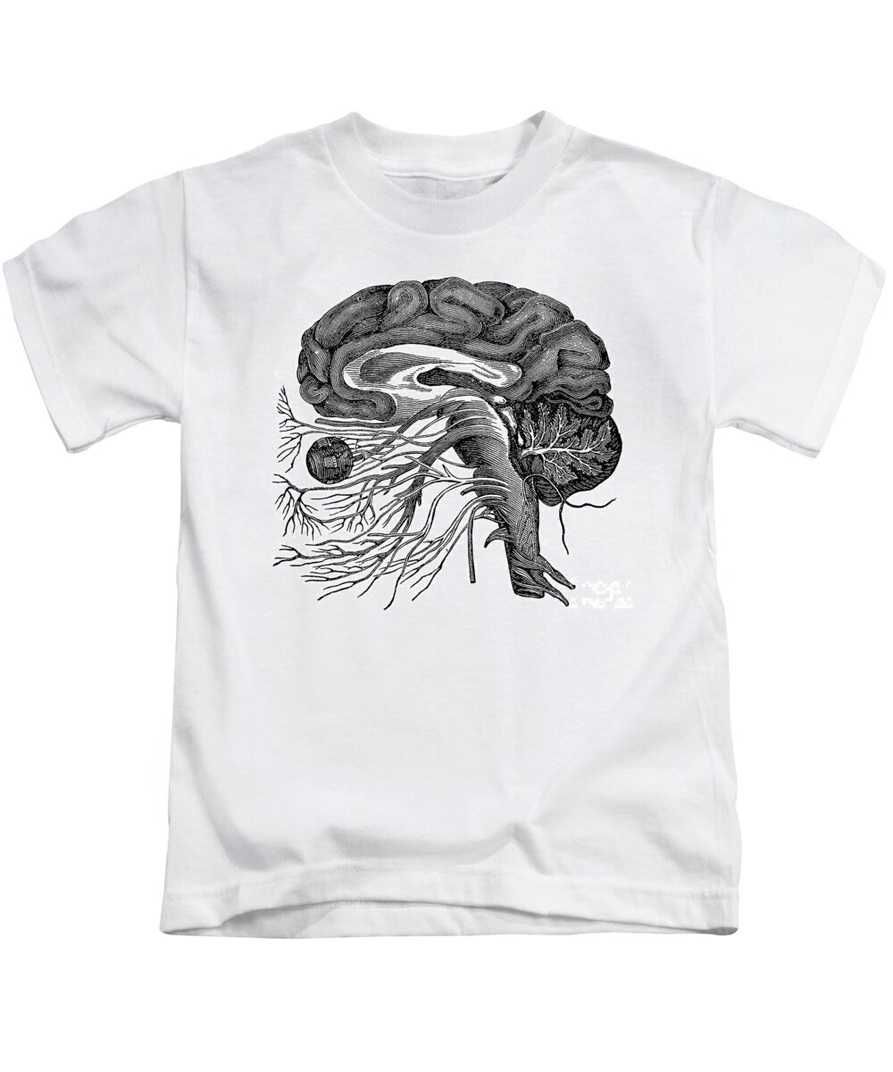 Brain Kids T-Shirt featuring the photograph Brain And Cranial Nerves #4 by Science Source