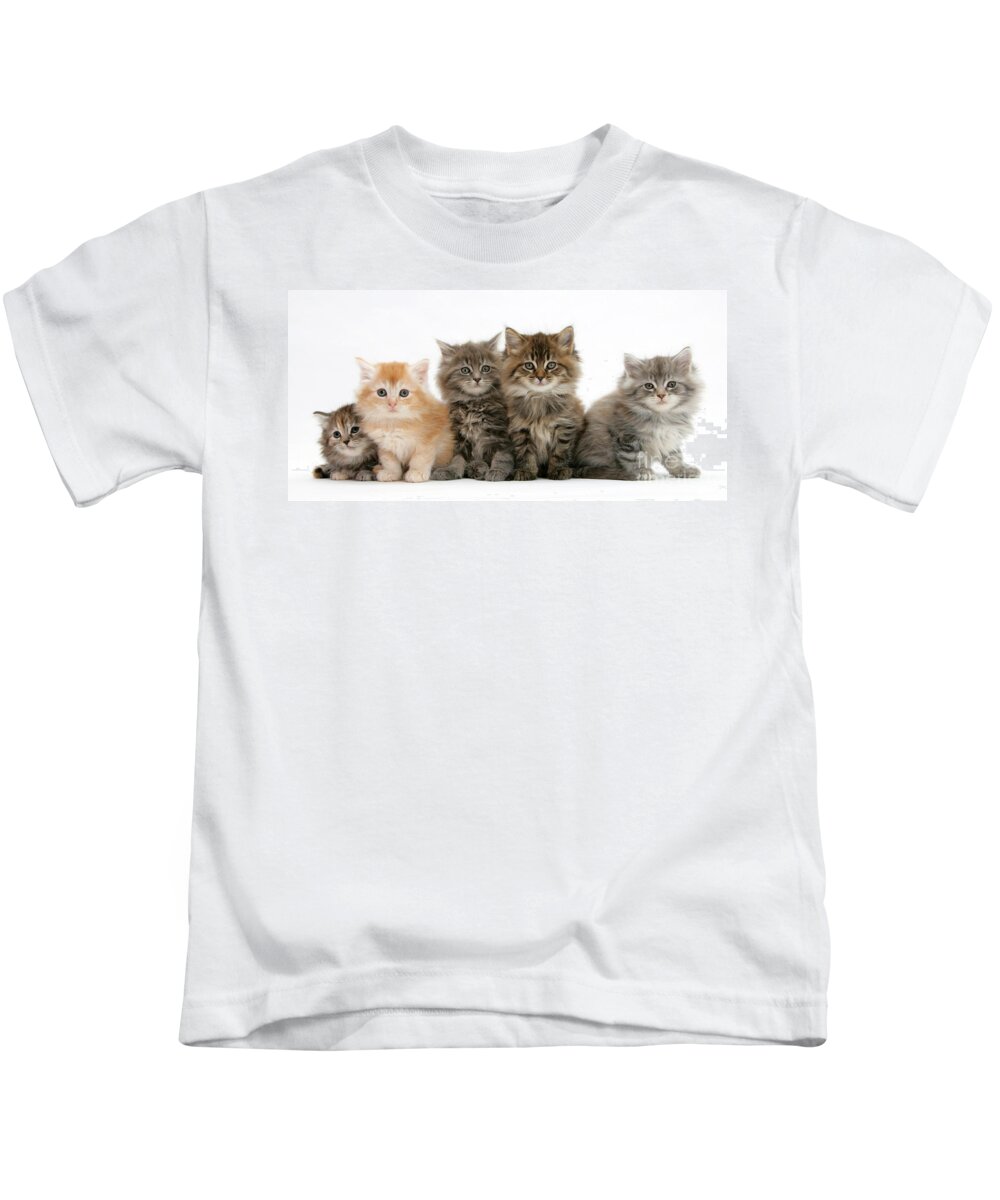 Animal Kids T-Shirt featuring the photograph Maine Coon Kittens #8 by Mark Taylor