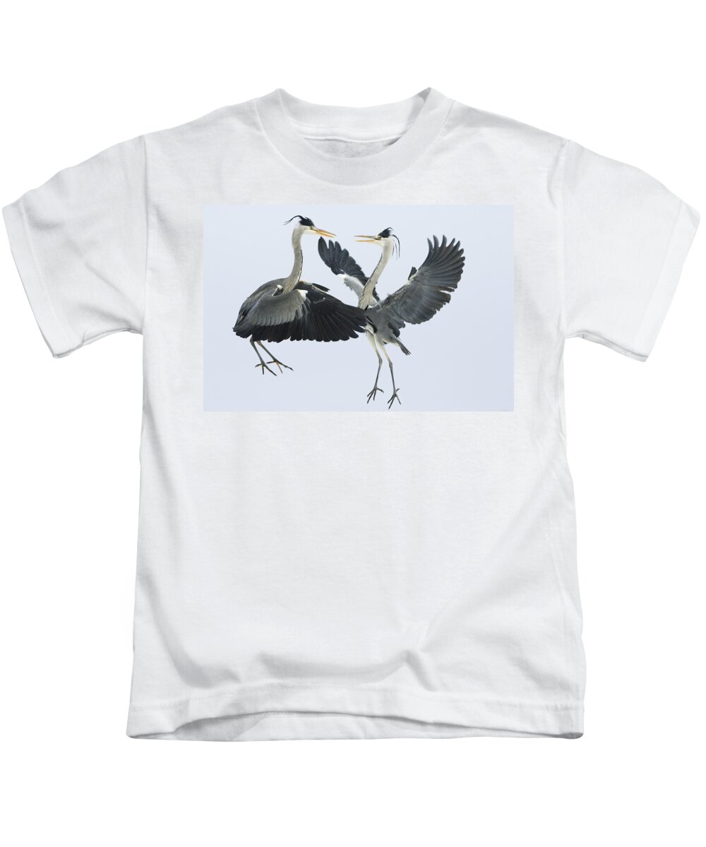 Mp Kids T-Shirt featuring the photograph Grey Heron Ardea Cinerea Pair Fighting by Konrad Wothe