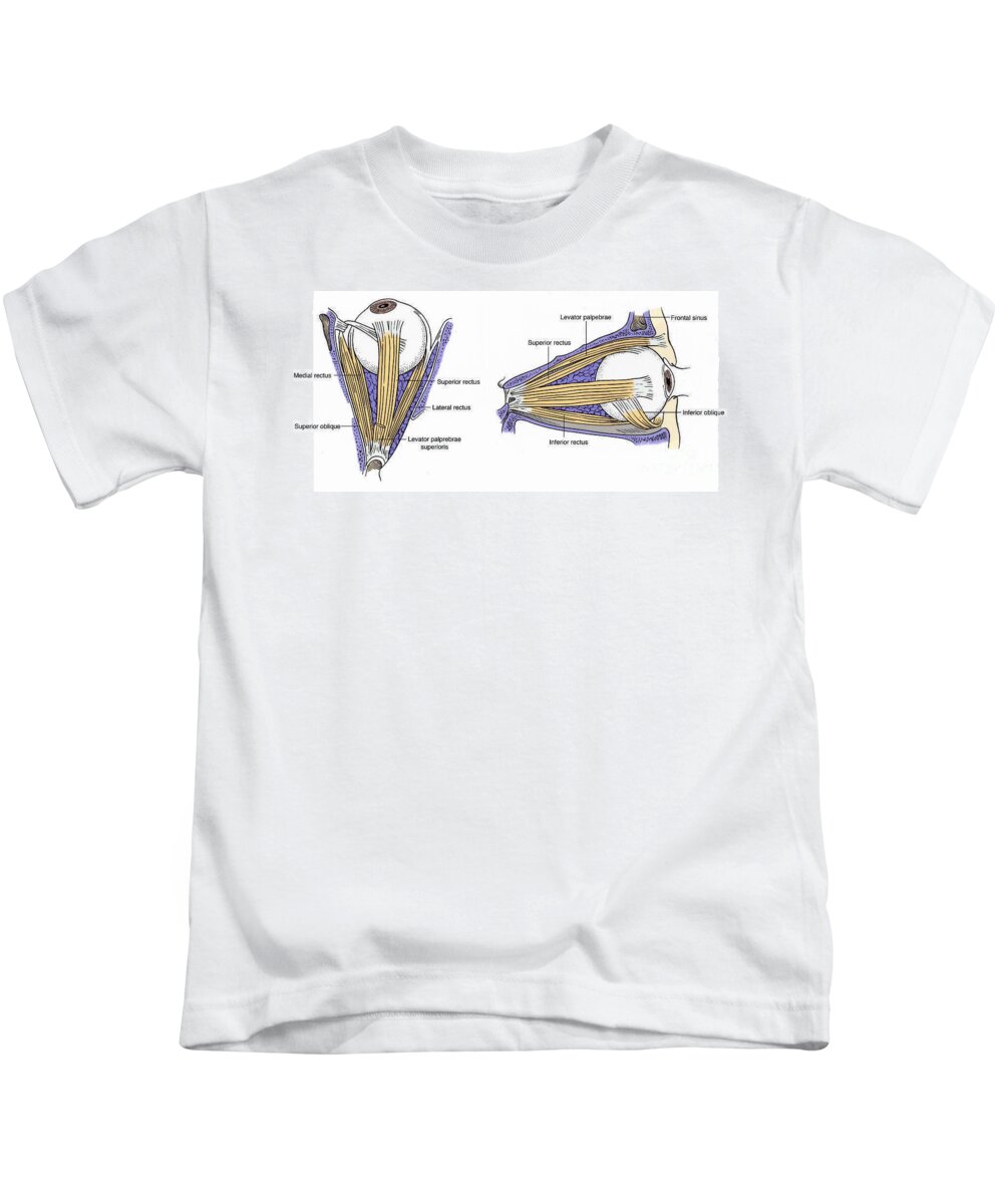Anatomy Kids T-Shirt featuring the photograph Illustration Of Eye Muscles by Science Source
