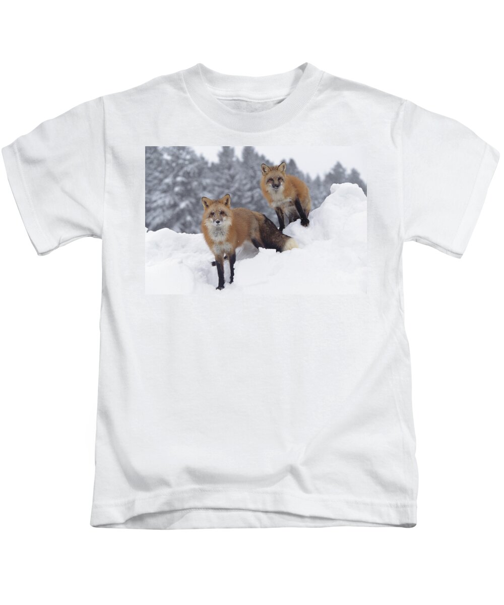 00170073 Kids T-Shirt featuring the photograph Red Fox Pair In Snow Fall Showing by Tim Fitzharris