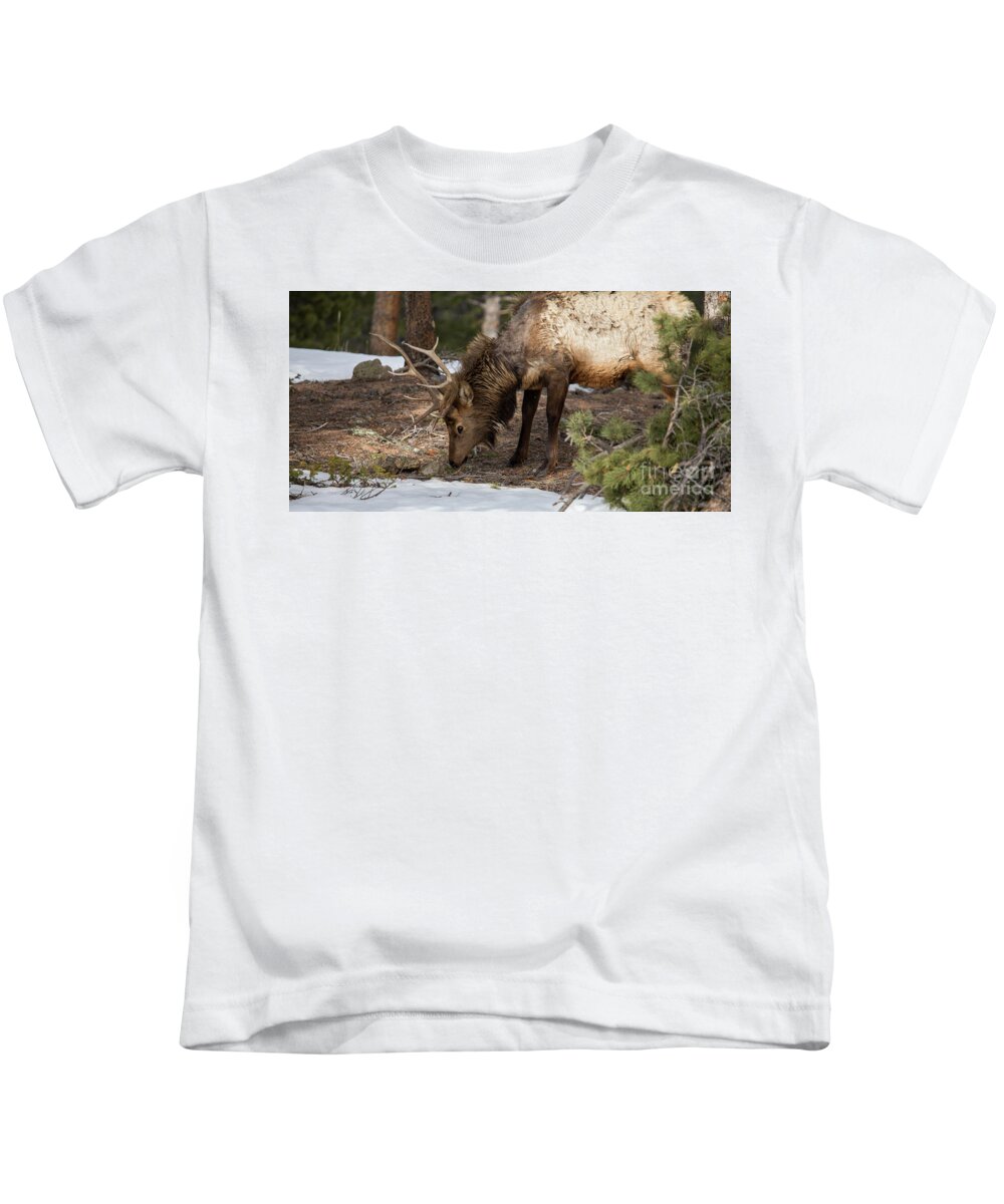 Elk Kids T-Shirt featuring the photograph Elk Grazing in Rocky Mountain National Park by Twenty Two North Photography