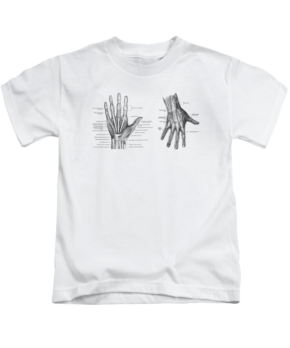 Hand Anatomy Kids T-Shirt featuring the drawing Human Hand Anatomy - Dual View - Vintage Diagram by Vintage Anatomy Prints